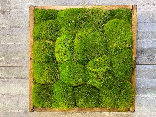 Moss Wall 14" Square - Click Image to Close